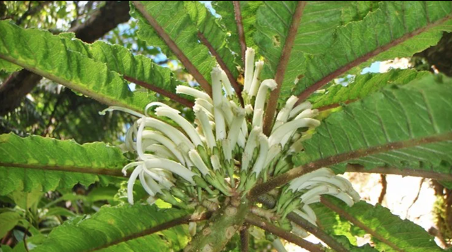 Phát hiện loài hoa siêu hiếm còn tồn tại ở Hawaii - 1