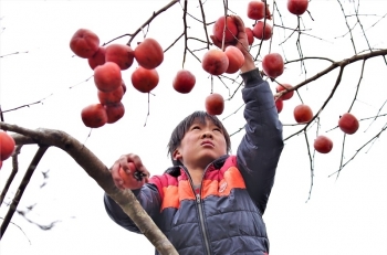 Nghệ An: Đào nở rộ, hồng chín đỏ cây trên “cổng trời” Mường Lống