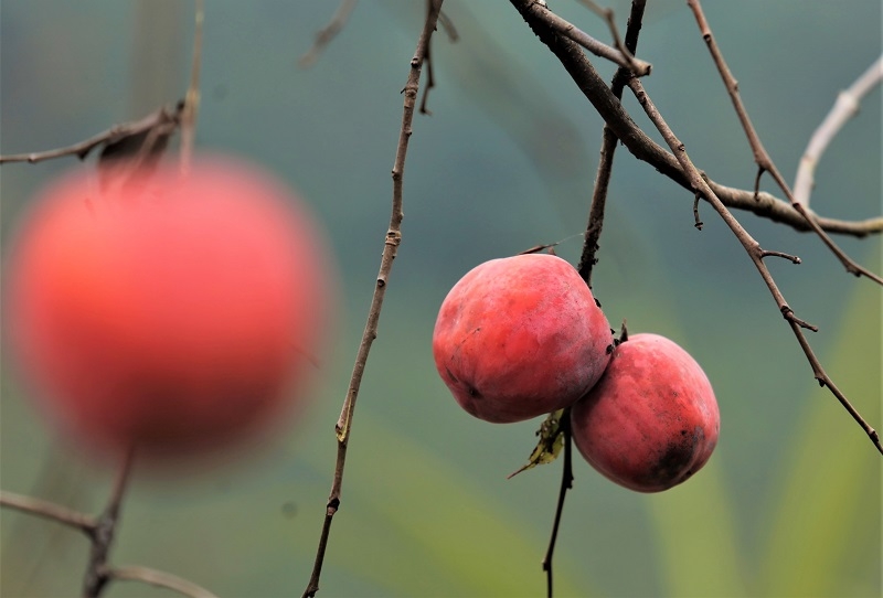 Nghệ An: Đào nở rộ, hồng chín đỏ cây trên “cổng trời” Mường Lống