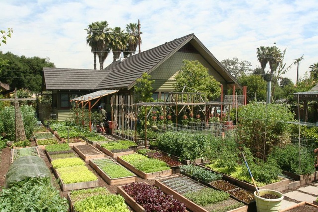 Gia đình biến vườn nhỏ thành nông trại, mỗi năm thu về cả tấn rau