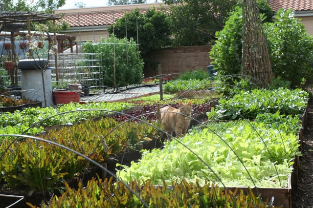 Gia đình biến vườn nhỏ thành nông trại, mỗi năm thu về cả tấn rau