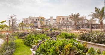 Cảnh "trồng rau, nuôi gà" trong thành phố xanh đầu tiên ở Dubai