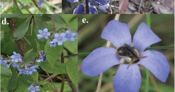 Tại sao có rất ít hoa màu xanh và vì sao chúng lại quan trọng?