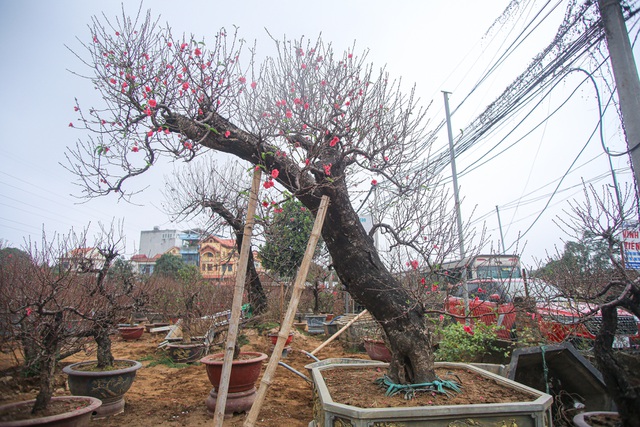 Đào cổ thụ Nhật Tân chờ đại gia 