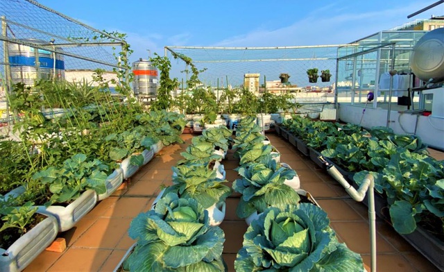 Dưa hấu mắc võng, rau trồng trong can nhựa xanh mướt sân thượng - 3