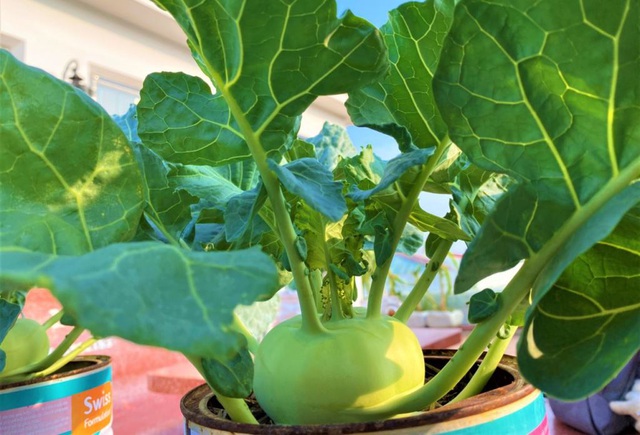 Dưa hấu mắc võng, rau trồng trong can nhựa xanh mướt sân thượng - 5