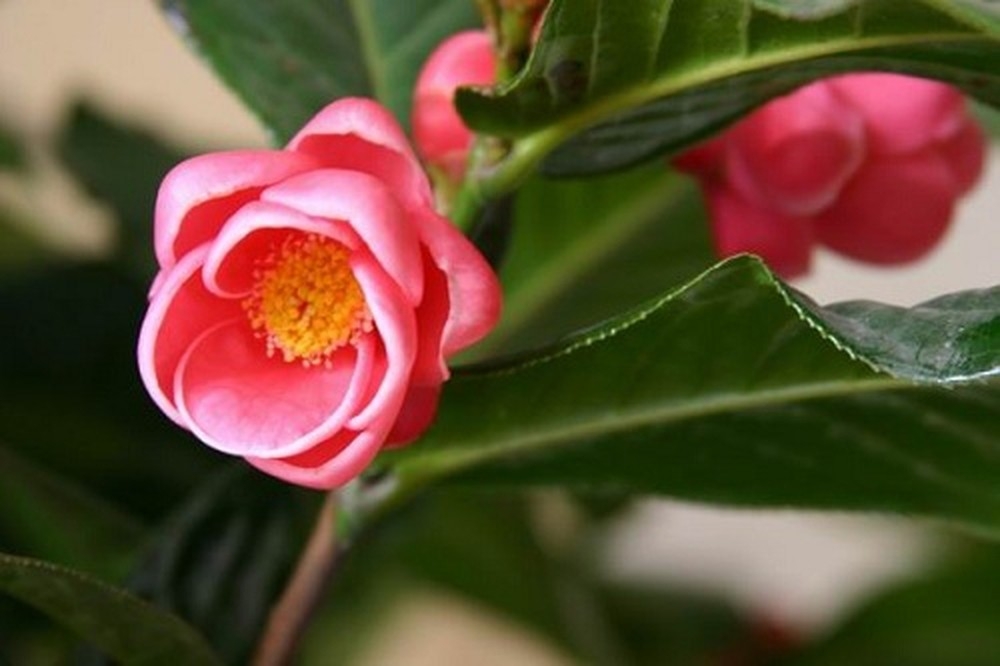 Những loài hoa “rước” tài lộc, may mắn vào nhà dịp Tết