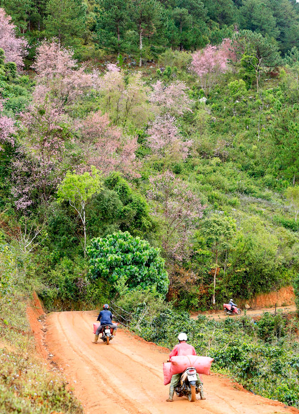 Thắm sắc đào núi Lang Biang