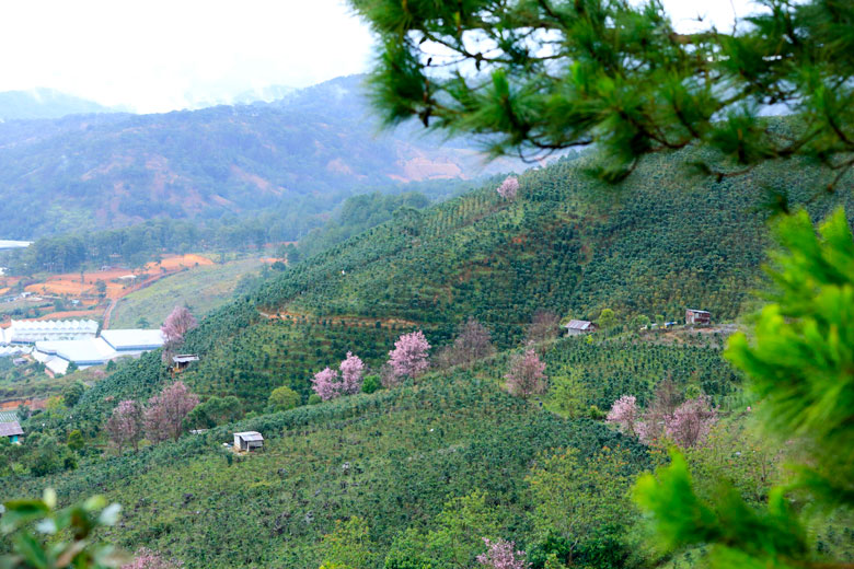 Thắm sắc đào núi Lang Biang