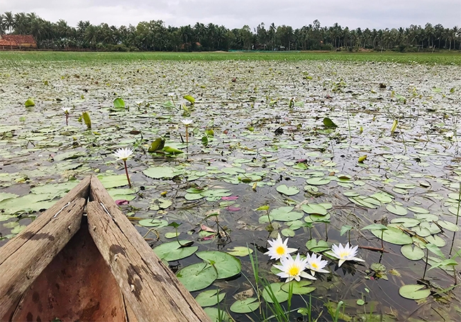 Đầm Bàu trong vẻ giản dị nguyên sơ