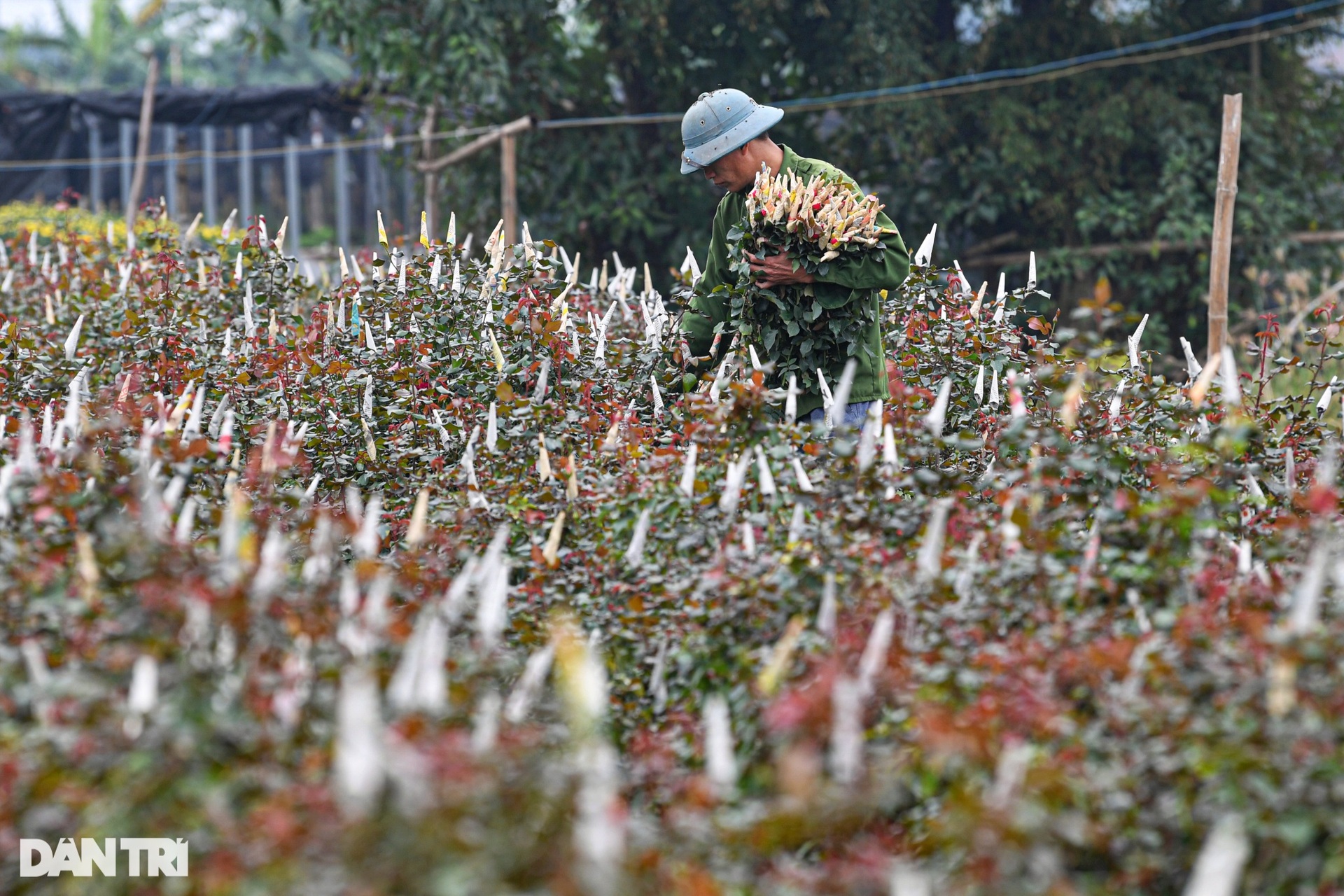 Rực rỡ sắc màu vào vụ Tết tại làng hoa lớn nhất Hà Nội - 12
