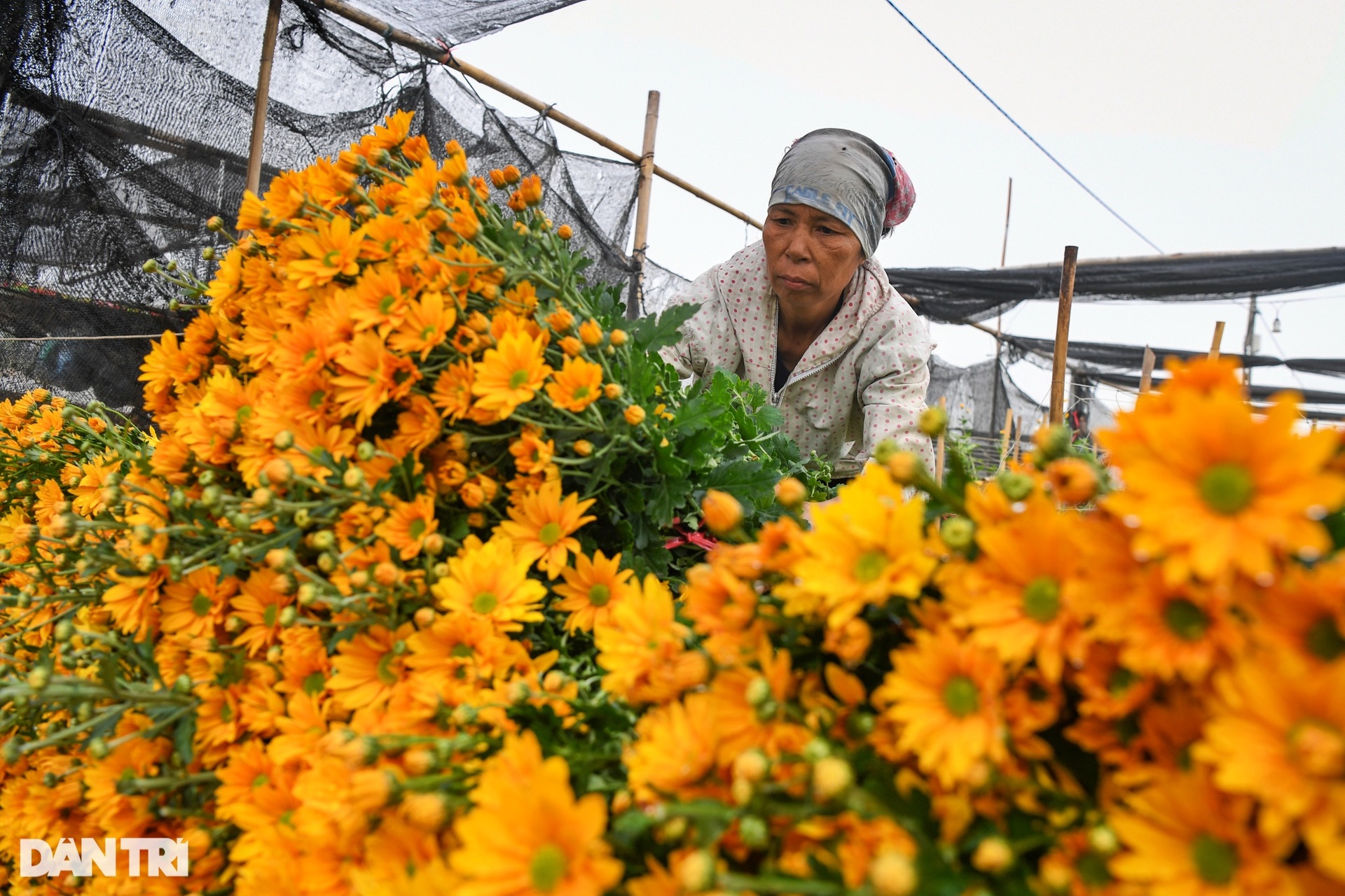 Rực rỡ sắc màu vào vụ Tết tại làng hoa lớn nhất Hà Nội - 11