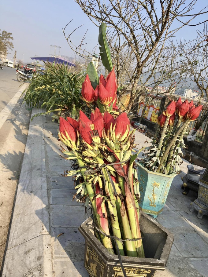 Hoa độc lạ xuất hiện tại chợ xuân Lào Cai - 2