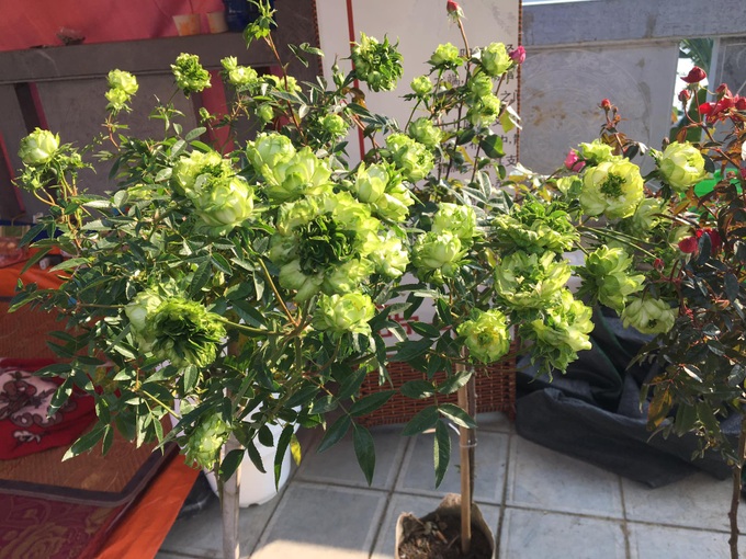 Hoa độc lạ xuất hiện tại chợ xuân Lào Cai - 4