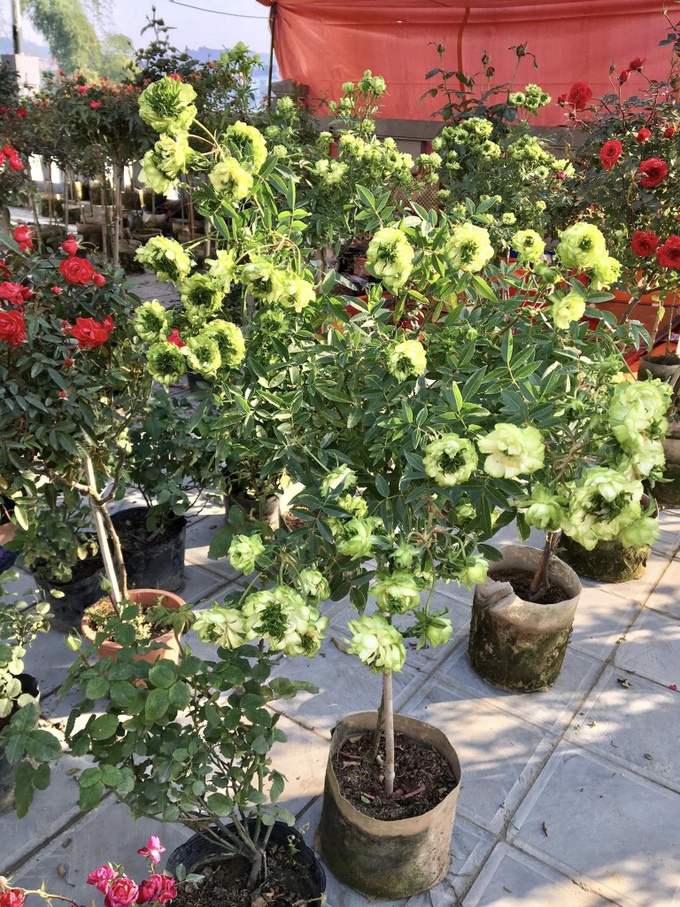 Hoa độc lạ xuất hiện tại chợ xuân Lào Cai - 5