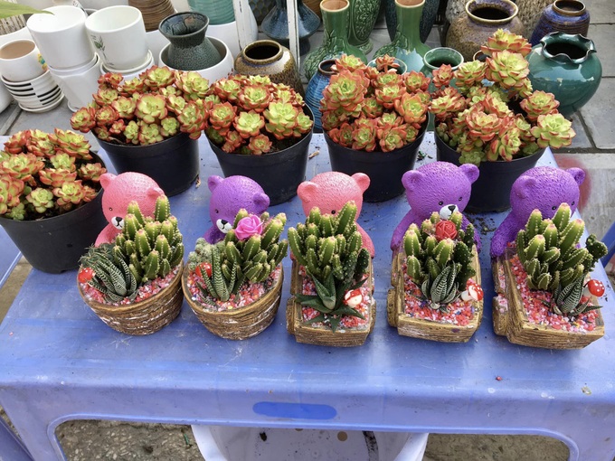 Hoa độc lạ xuất hiện tại chợ xuân Lào Cai - 8
