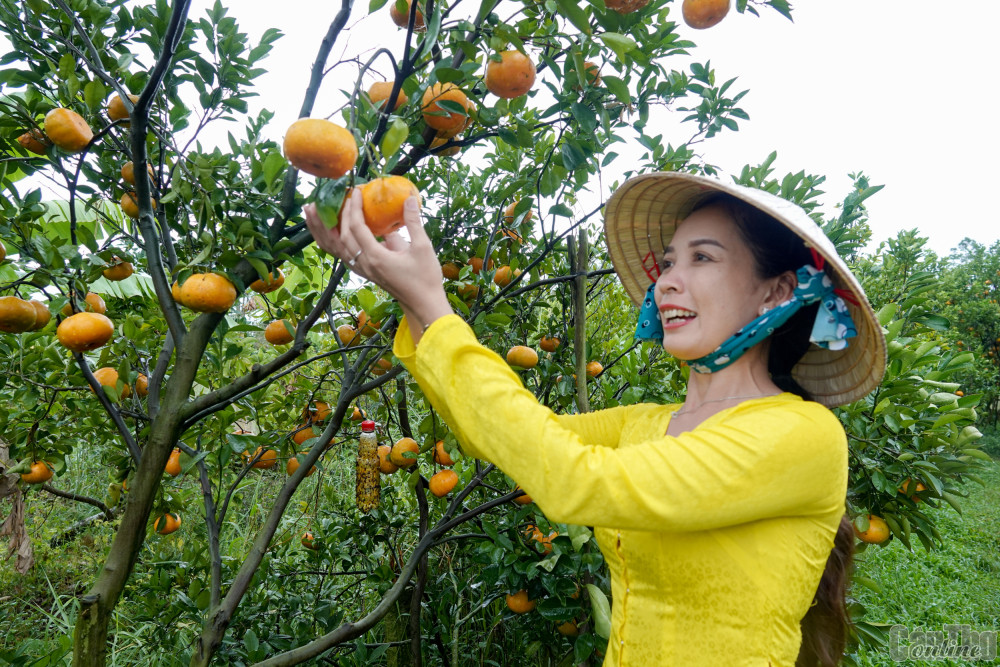 Du Xuân giữa bạt ngàn quýt hồng Lai Vung