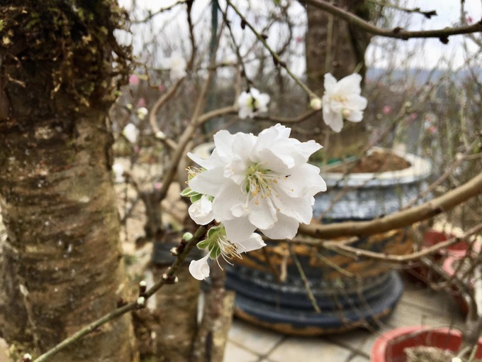 Hoa bạch đào Lào Cai quý hiếm xuất hiện ở chợ hoa Xuân Quý Mão 2023 - 1