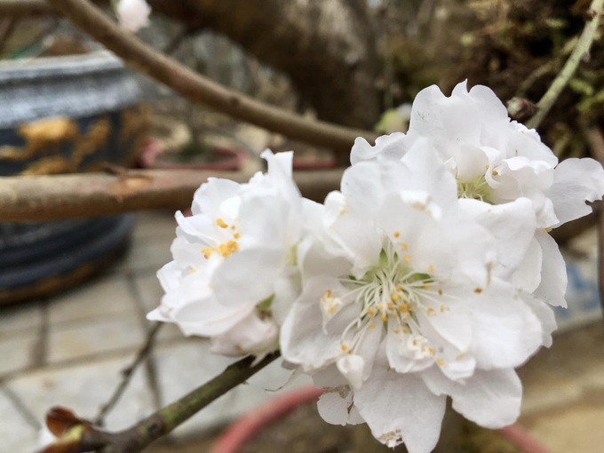 Hoa bạch đào Lào Cai quý hiếm xuất hiện ở chợ hoa Xuân Quý Mão 2023 - 3