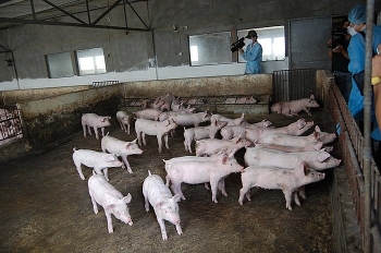 Dịch tả lợn châu Phi xuất hiện tại Việt Nam