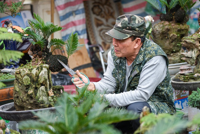 Vạn tuế bonsai mini chơi Tết giá chục triệu đồng ở Hà Nội
