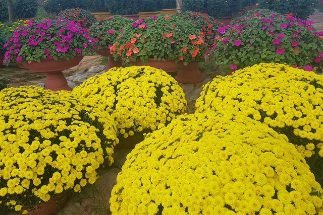 Làng hoa lớn nhất Quảng Trị rực rỡ đón Xuân - 7