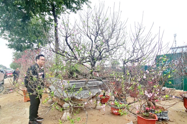 Cây đào phai, thế 