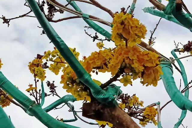 Độc đáo cây mai Tiến Vua quý hiếm ở chợ hoa Xuân Cần Thơ - 8