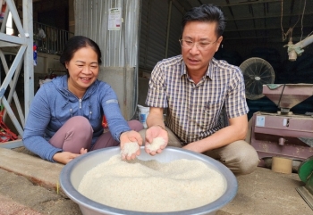 Người đưa giống gạo ngon nhất thế giới về trồng dưới chân núi lửa