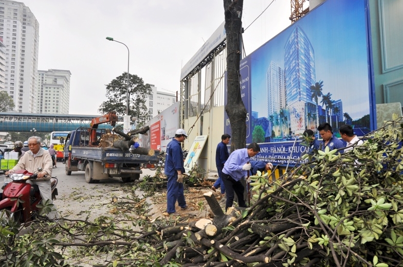 Có nên coi việc chặt cây xanh ở Hà Nội là 