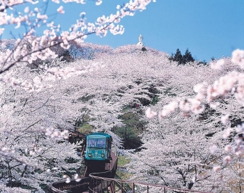 7 điểm ngắm hoa anh đào đẹp, lạ ở Nhật 2019