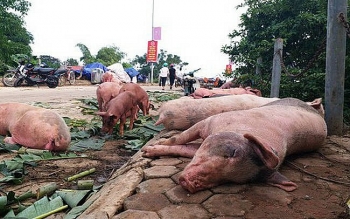 Dịch tả lợn châu Phi đã xảy ra ở 21 tỉnh, thành phố