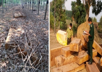 Liên tiếp phát hiện nhiều vụ tàng trữ gỗ lậu lớn tại huyện biên giới