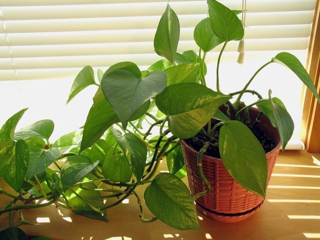 Các loại cây nên trồng trong nhà để hút ẩm không khí khi trời nồm - 2