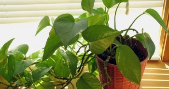 Các loại cây nên trồng trong nhà để hút ẩm không khí khi trời nồm
