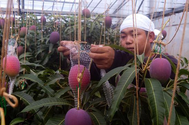 Hé lộ bí mật của nông dân Nhật tạo ra quả xoài có giá trăm triệu đồng - 1