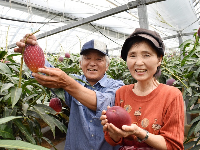 Hé lộ bí mật của nông dân Nhật tạo ra quả xoài có giá trăm triệu đồng - 3