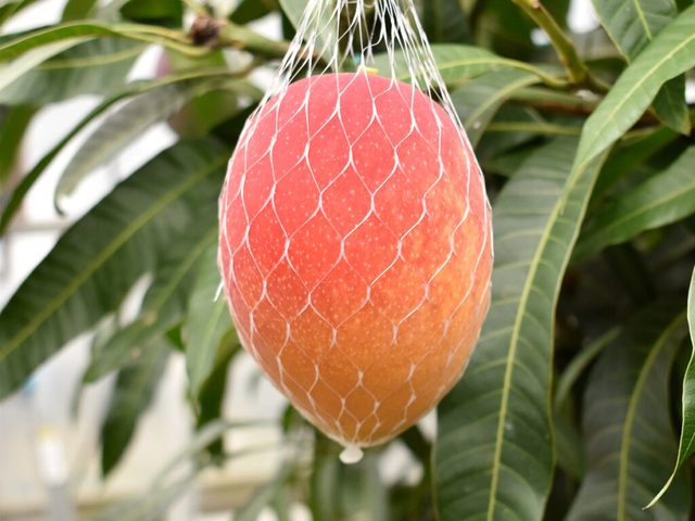 Hé lộ bí mật của nông dân Nhật tạo ra quả xoài có giá trăm triệu đồng - 4