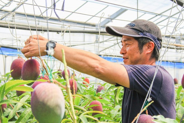 Hé lộ bí mật của nông dân Nhật tạo ra quả xoài có giá trăm triệu đồng - 5