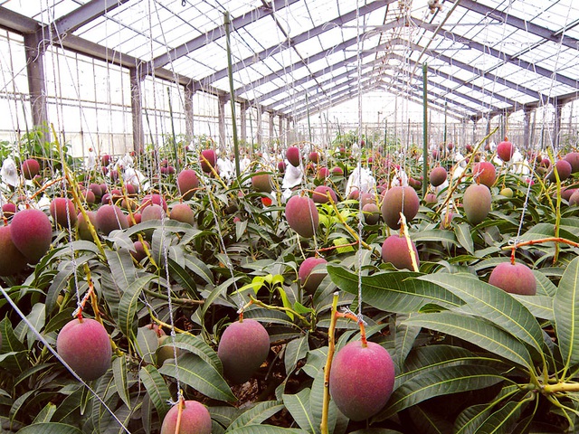 Hé lộ bí mật của nông dân Nhật tạo ra quả xoài có giá trăm triệu đồng - 6