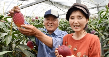 Hé lộ bí mật của nông dân Nhật tạo ra quả xoài có giá trăm triệu đồng