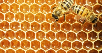 Mật ong rất tốt nhưng những người này nên hạn chế ăn