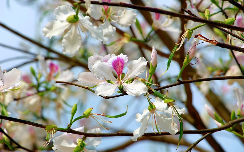 Yên Bái: Tháng Ba Nghĩa Lộ, trắng trời hoa ban