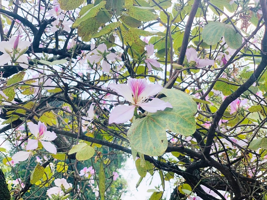 Yên Bái: Tháng Ba Nghĩa Lộ, trắng trời hoa ban