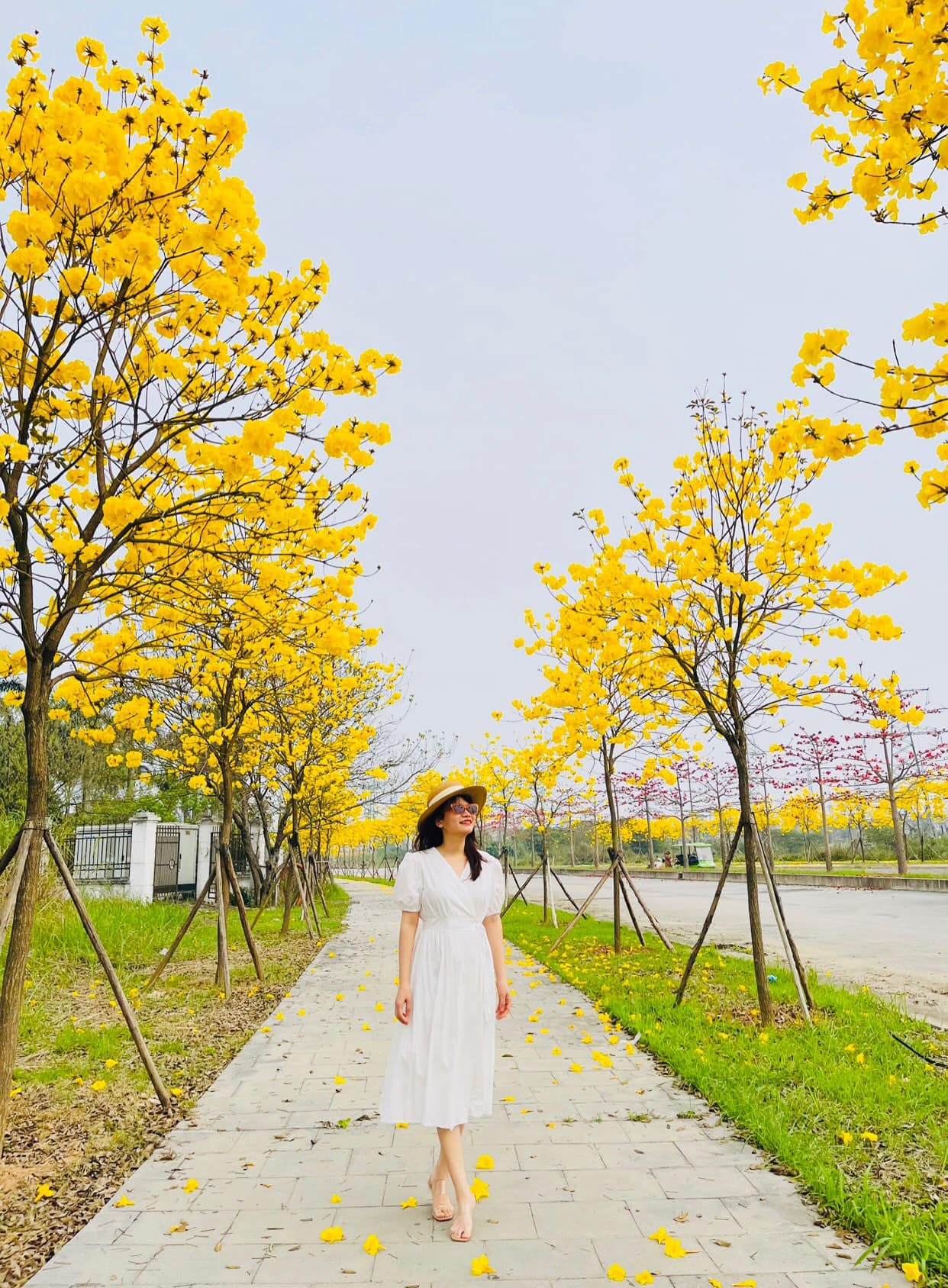 Ngắm hoa phong linh nở vàng rực rỡ ở Hà Nội