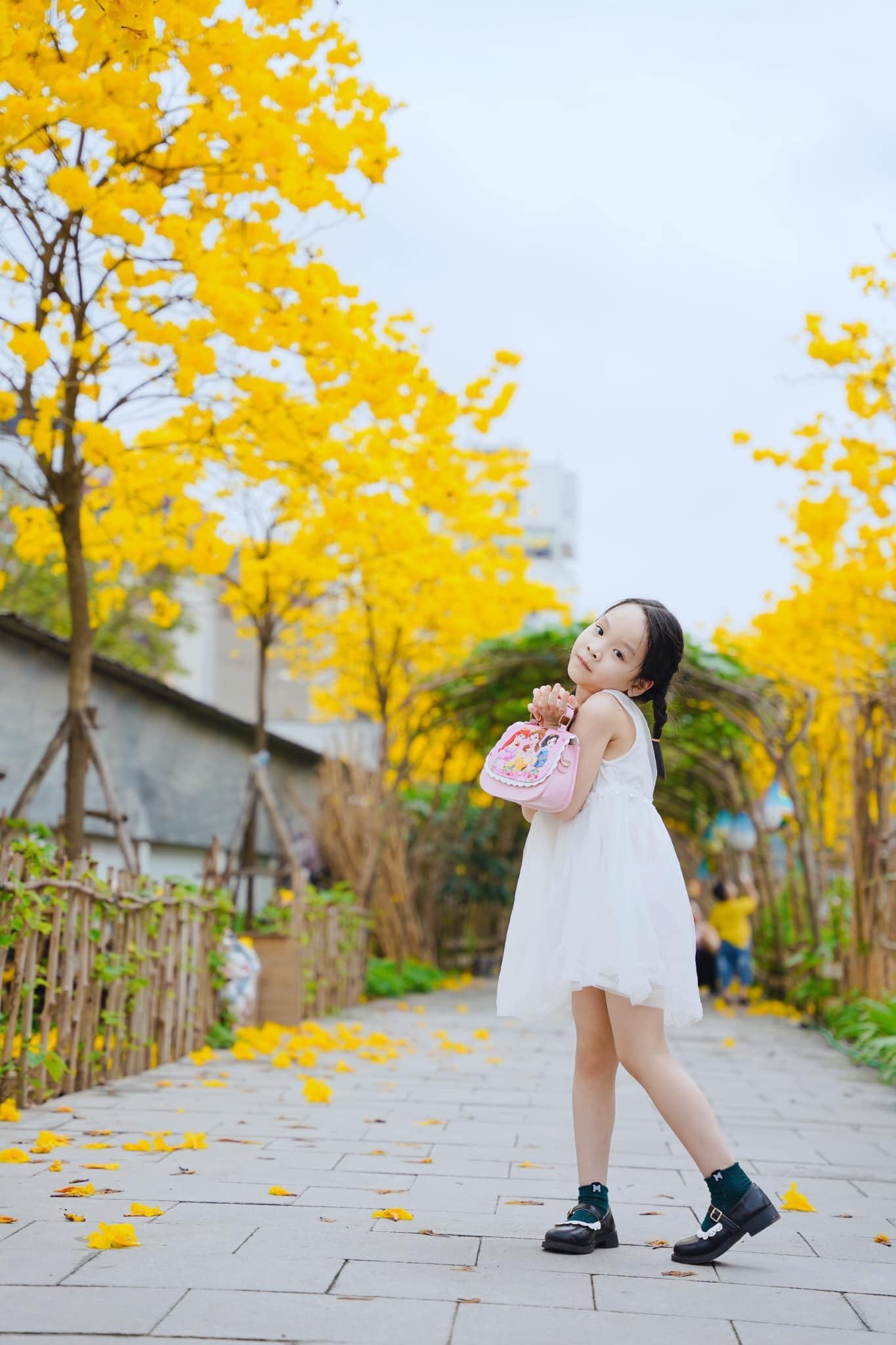 Ngắm hoa phong linh nở vàng rực rỡ ở Hà Nội