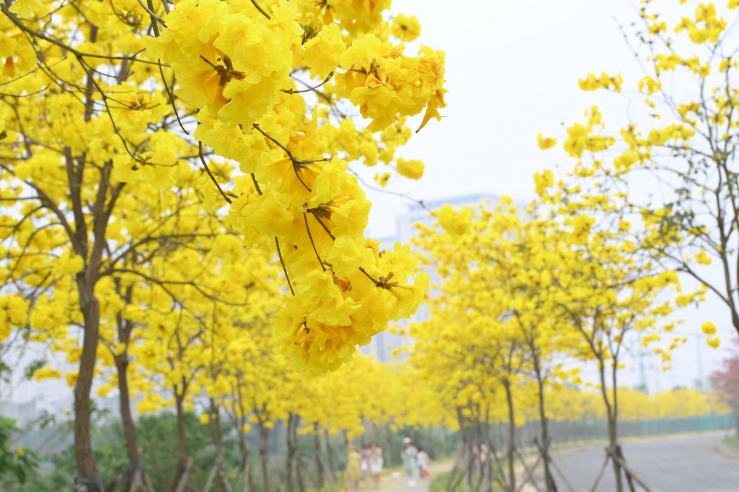 Ngắm hoa phong linh nở vàng rực rỡ ở Hà Nội