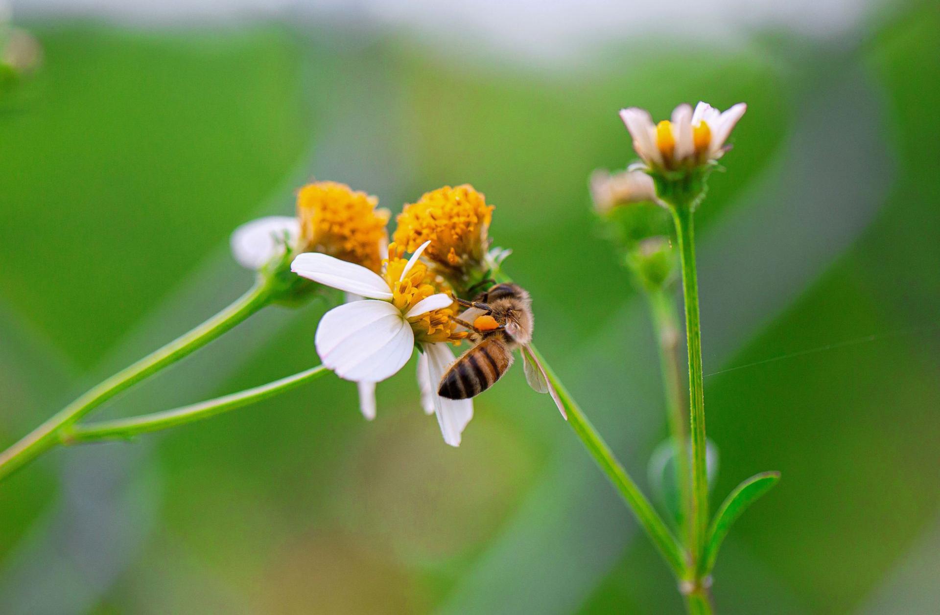 Tháng Ba mùa con ong đi lấy mật
