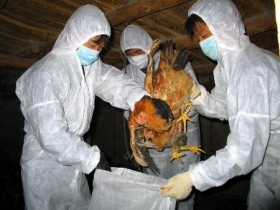 Bộ Y tế cảnh báo vi rút cúm gia cầm H7N9