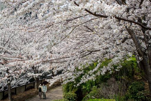 Hoa anh đào bừng nở khắp Nhật Bản